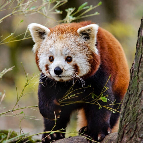 Zoo à proximité du Camping De Bergen à Wanroij Tohapi